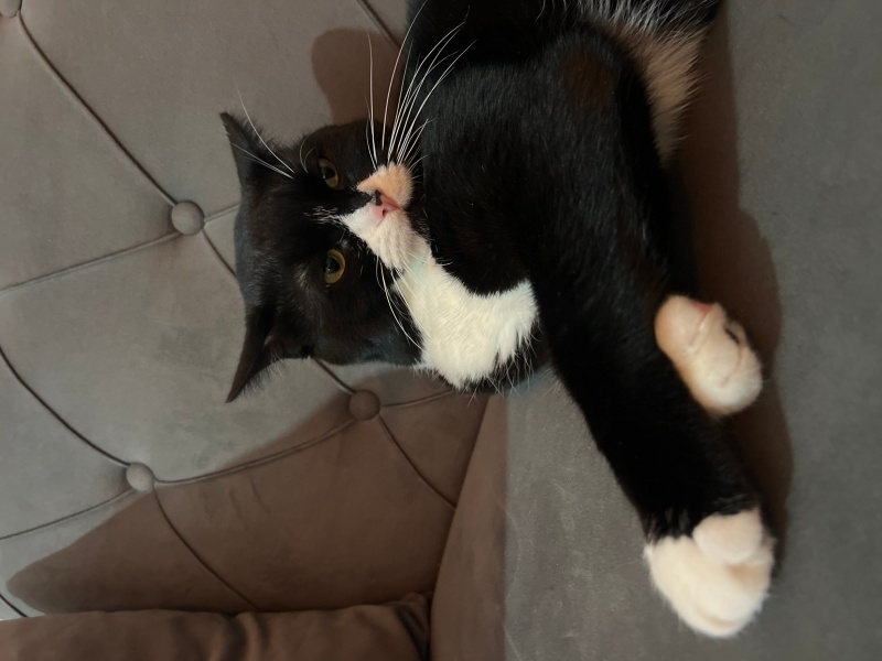 Tekir Kedi, Kedi Mars fotoğrafı