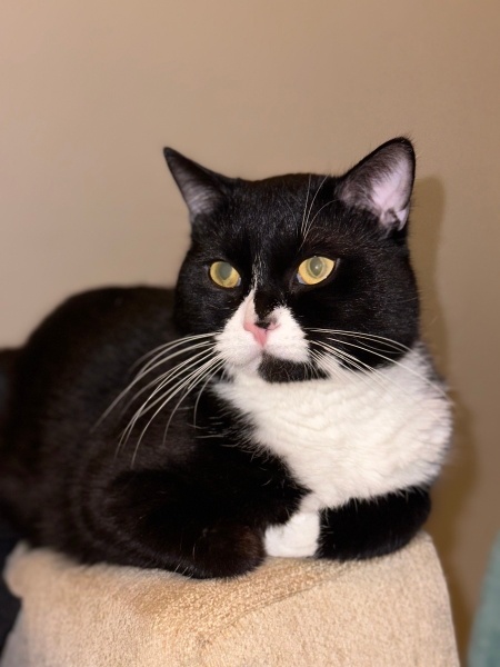 Tekir Kedi, Kedi Mars fotoğrafı