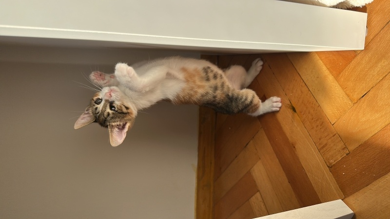 Tekir Kedi, Kedi Kavun fotoğrafı