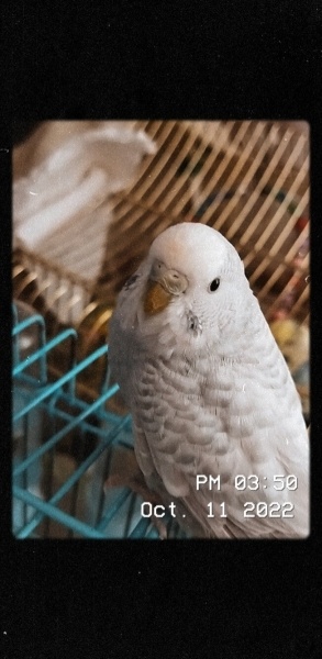 Muhabbet Kuşu, Kuş Twinkie fotoğrafı