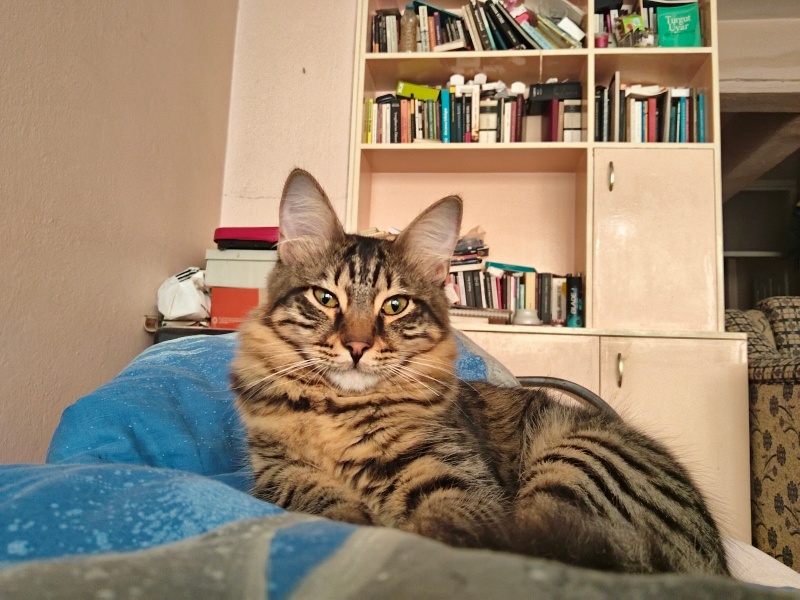 Tekir Kedi, Kedi Max fotoğrafı