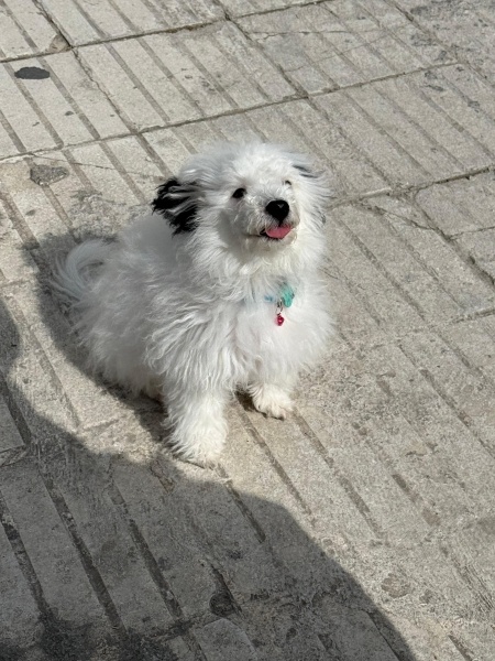 Maltese, Köpek Oskar fotoğrafı