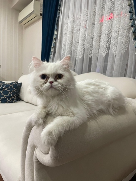 İran Kedisi (Persian), Kedi Nalan fotoğrafı