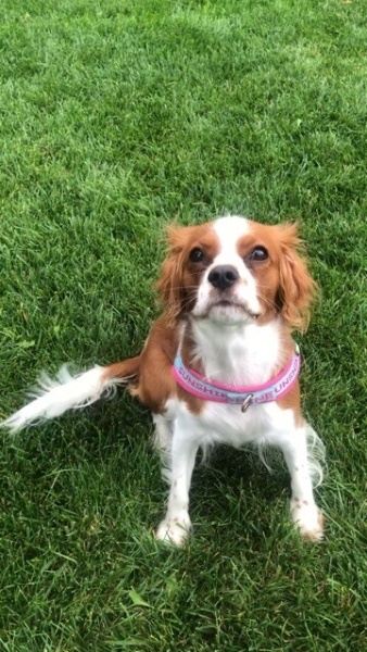 King Charles Spaniel, Köpek PERRY fotoğrafı