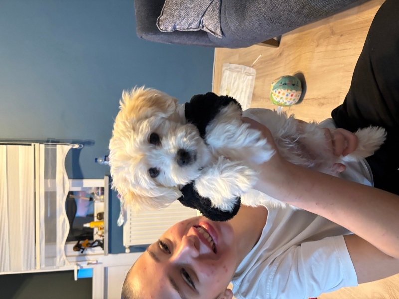 Maltese, Köpek Leo fotoğrafı