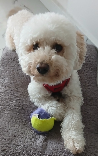 Poodle(Standart Kaniş), Köpek Pito fotoğrafı