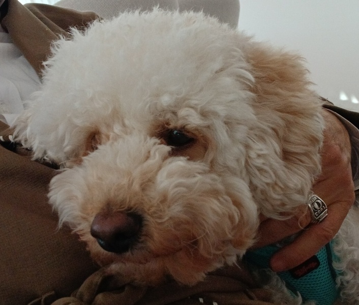 Poodle(Standart Kaniş), Köpek Pito fotoğrafı