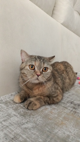 British Shorthair, Kedi Venüs fotoğrafı