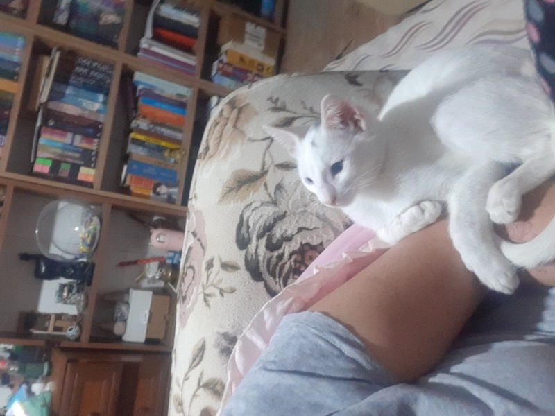 Van Kedisi, Kedi Küçümen fotoğrafı