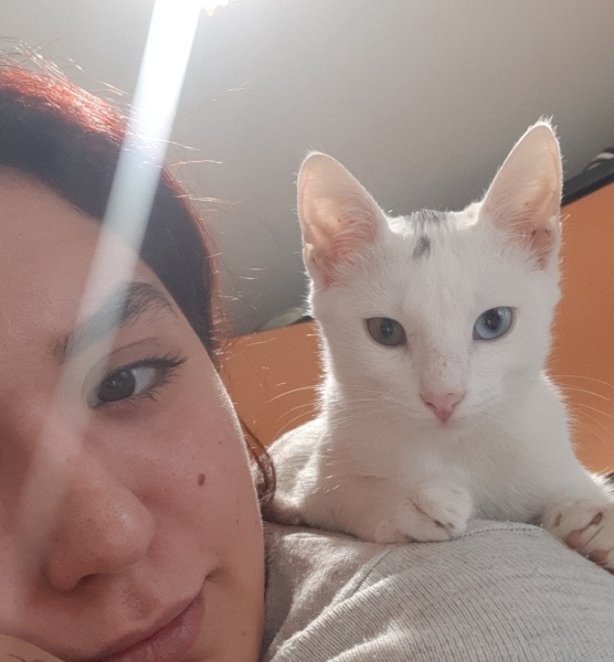 Van Kedisi, Kedi Küçümen fotoğrafı