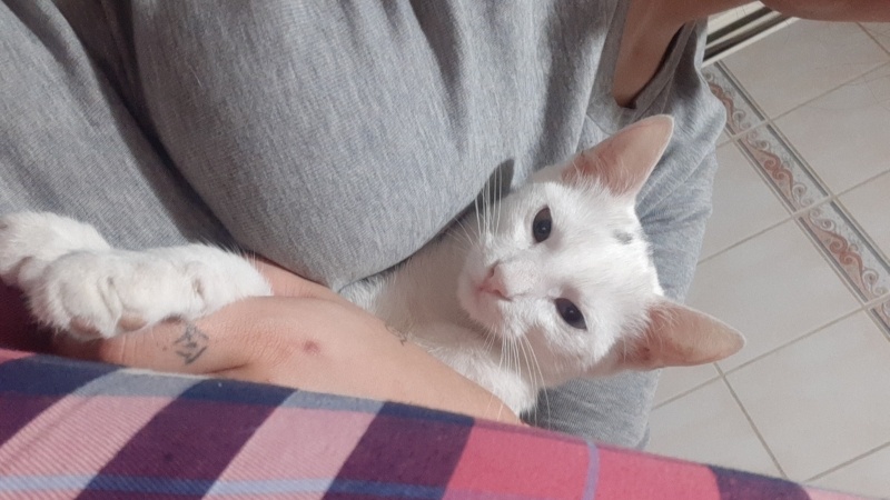 Van Kedisi, Kedi Küçümen fotoğrafı