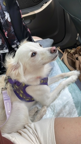 Chihuahua, Köpek Lili fotoğrafı