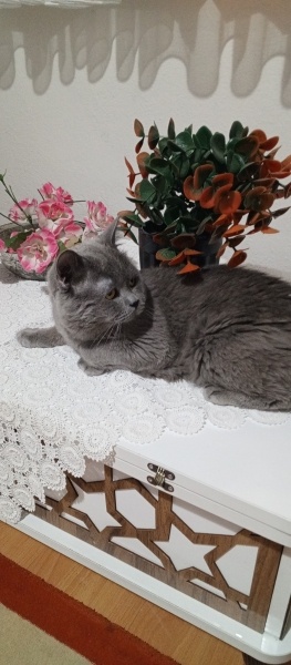 British Longhair, Kedi Gümüş fotoğrafı