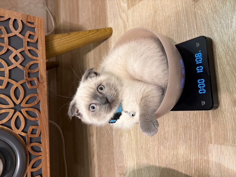 British Shorthair, Kedi Pamuk fotoğrafı