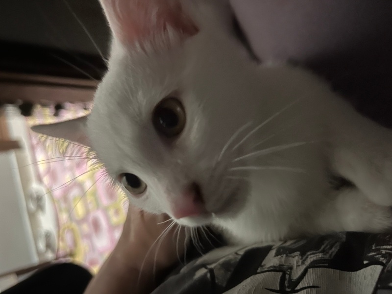 Van Kedisi, Kedi Milky fotoğrafı