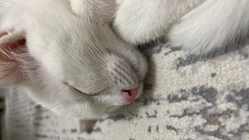 Van Kedisi, Kedi Milky fotoğrafı