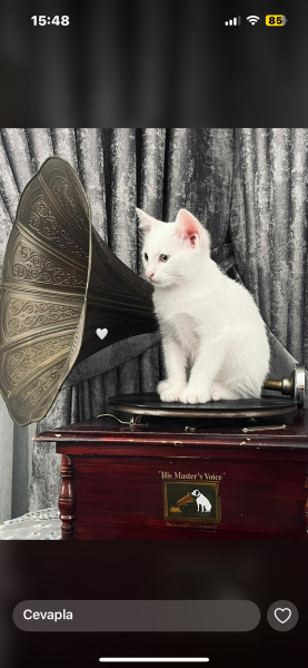 Van Kedisi, Kedi Milky fotoğrafı