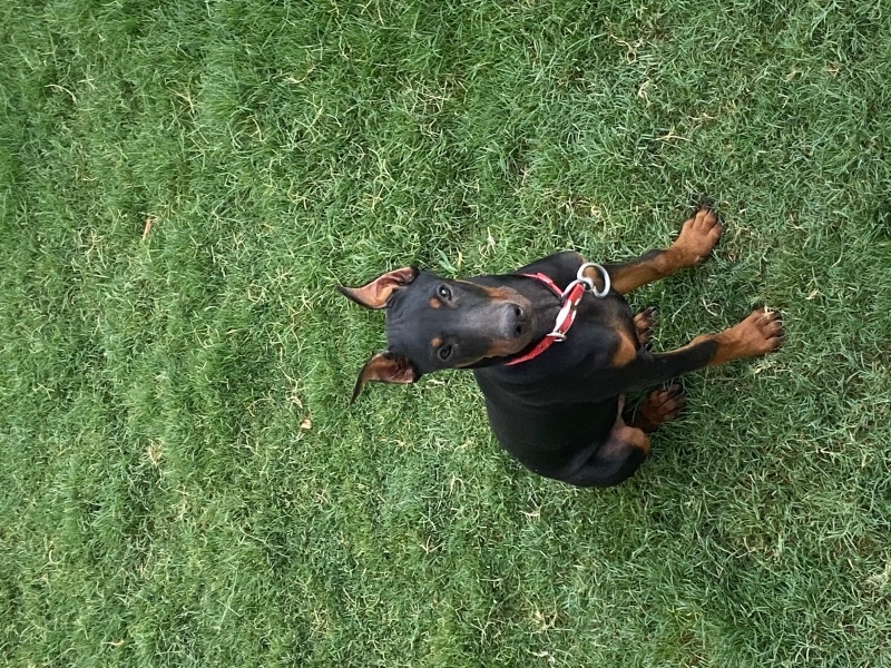 Doberman Pinscher, Köpek Odin fotoğrafı