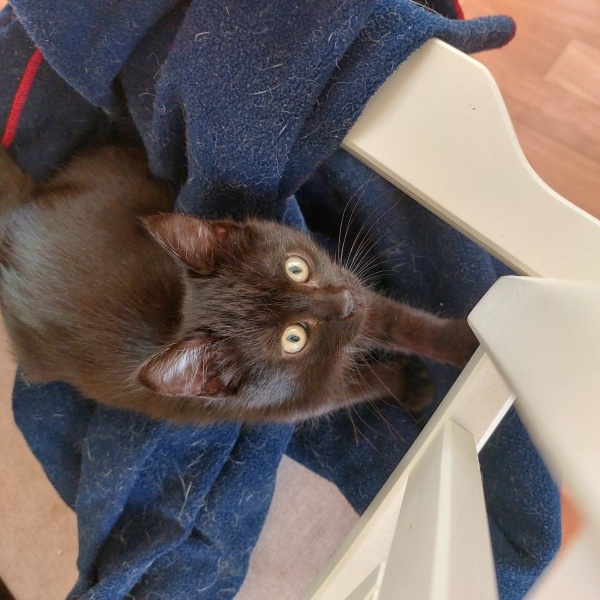 Tekir Kedi, Kedi GECE fotoğrafı