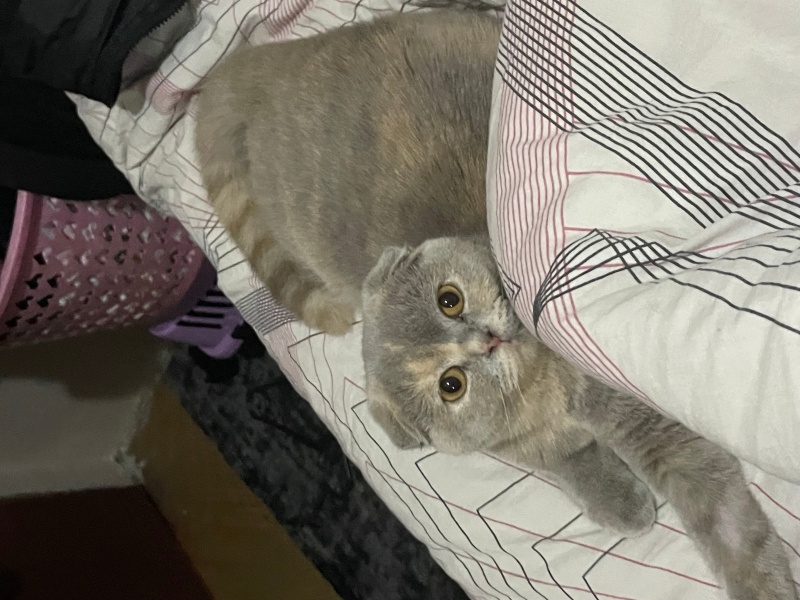 British Shorthair, Kedi Lucy fotoğrafı