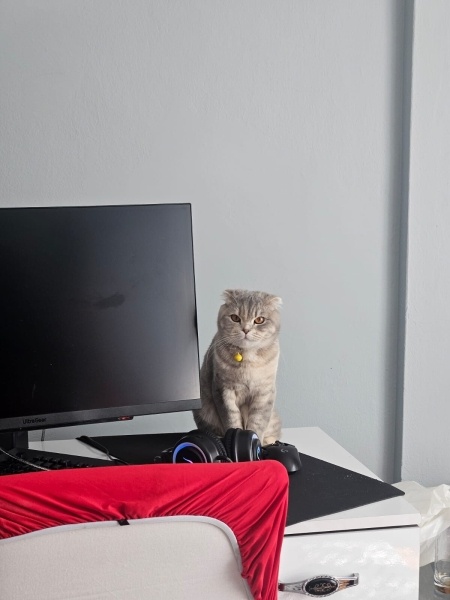 Scottish Fold, Kedi Pamuk fotoğrafı