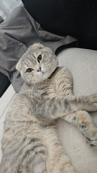 Scottish Fold, Kedi Pamuk fotoğrafı