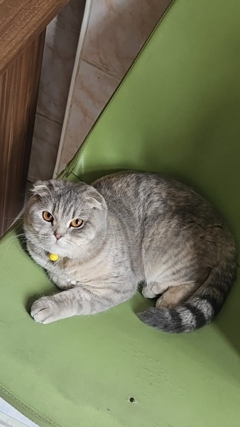 Scottish Fold, Kedi Pamuk fotoğrafı