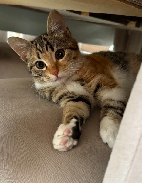 Tekir Kedi, Kedi Şirin fotoğrafı