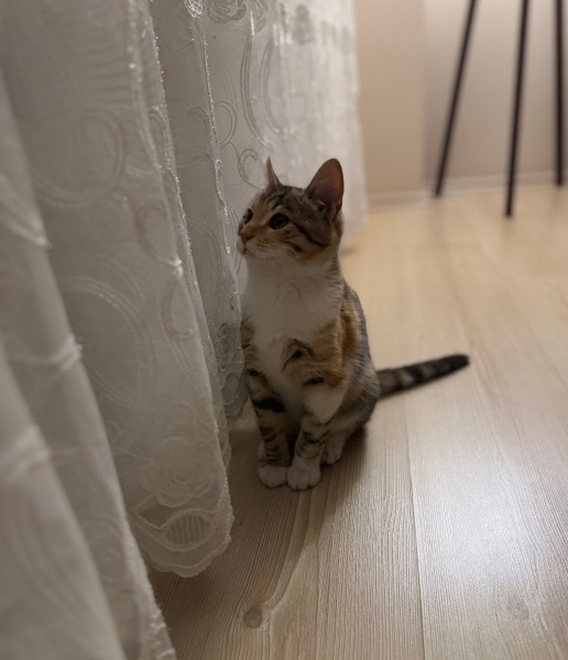 Tekir Kedi, Kedi Şirin fotoğrafı