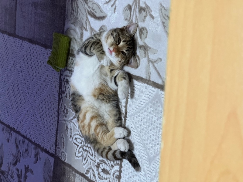 Tekir Kedi, Kedi Şirin fotoğrafı