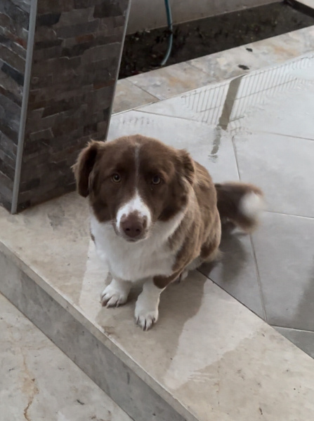 Border Collie, Köpek Kuki fotoğrafı