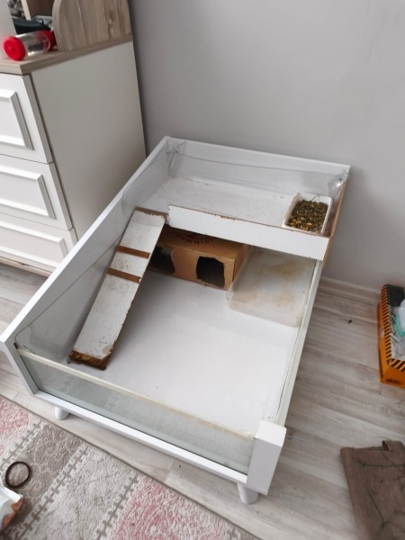 Guinea Pig, Kemirgen Karanfil ve Elmas fotoğrafı