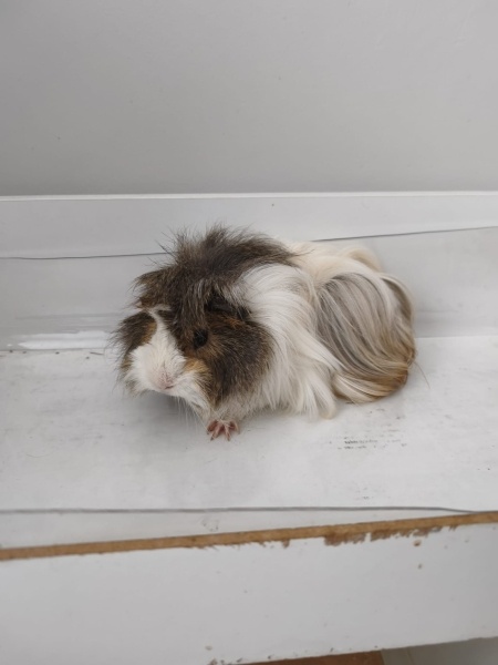 Guinea Pig, Kemirgen Karanfil ve Elmas fotoğrafı