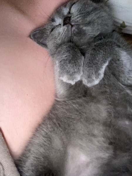 British Shorthair, Kedi Lidya fotoğrafı