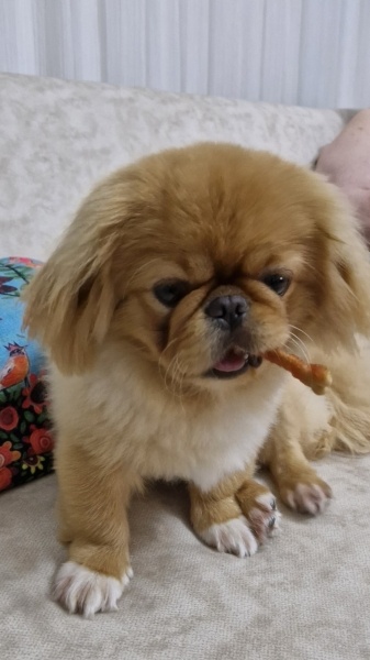 Pekingese, Köpek Leo fotoğrafı