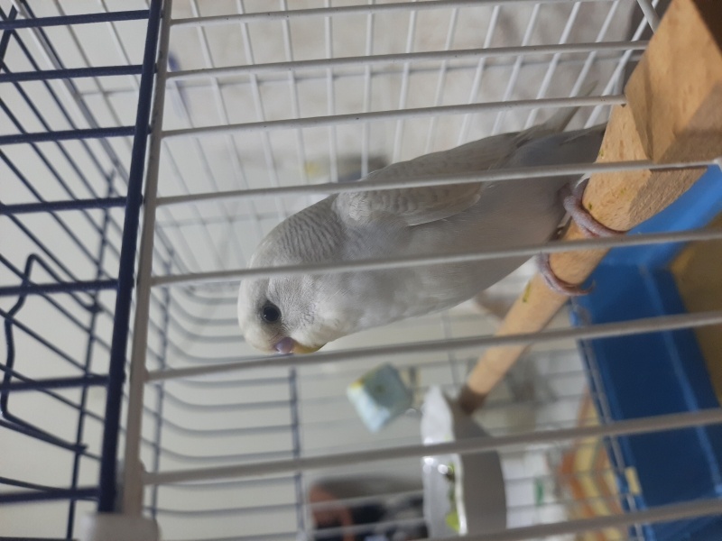 Muhabbet Kuşu, Kuş Şeker fotoğrafı