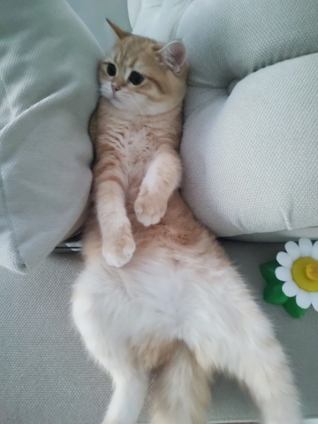 British Longhair, Kedi Parla fotoğrafı