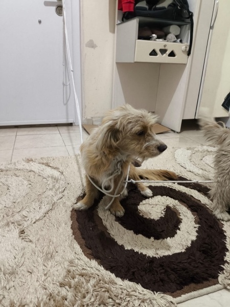 Jack Russell Terrier, Köpek bilinmiyor fotoğrafı