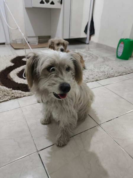 Jack Russell Terrier, Köpek Bilinmiyor fotoğrafı