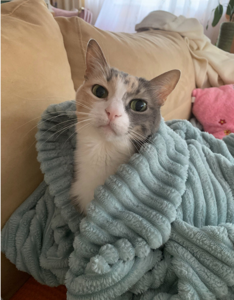 Tekir Kedi, Kedi Sofia fotoğrafı