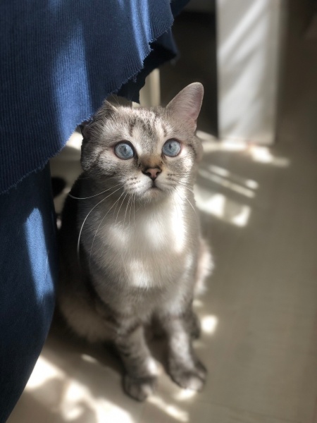 British Shorthair, Kedi Asil fotoğrafı