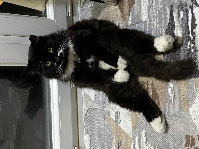 Tuxedo (Smokin) Kedi, Kedi Adölf fotoğrafı