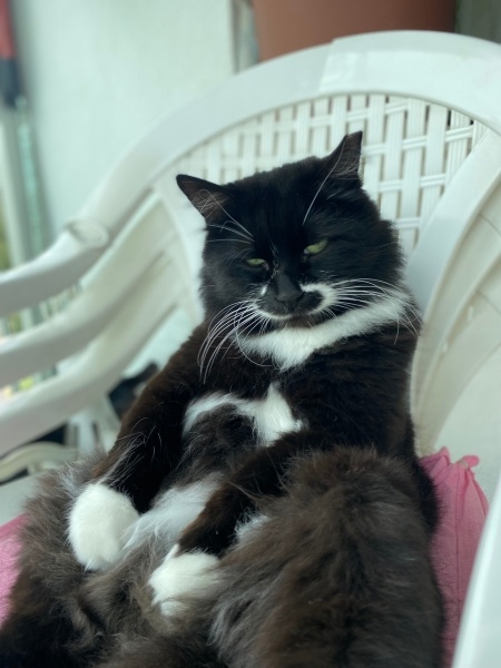 Tuxedo (Smokin) Kedi, Kedi Adölf fotoğrafı