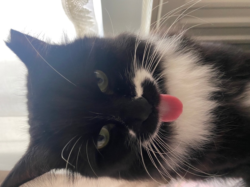 Tuxedo (Smokin) Kedi, Kedi Adölf fotoğrafı