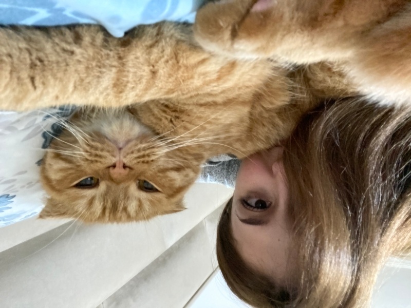 Scottish Fold, Kedi Paşa fotoğrafı