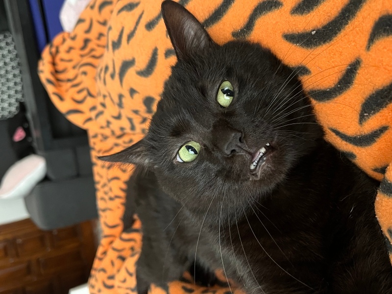 Tekir Kedi, Kedi ali osman fotoğrafı