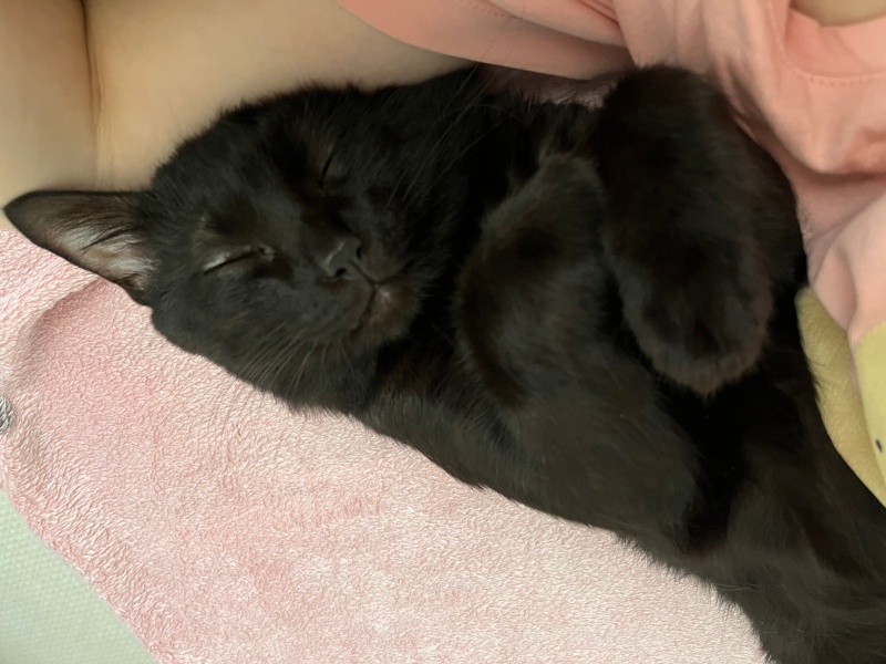 Tekir Kedi, Kedi ali osman fotoğrafı