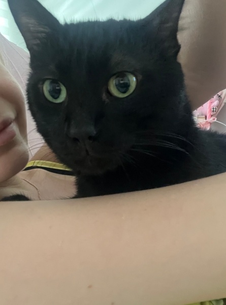 Tekir Kedi, Kedi ali osman fotoğrafı