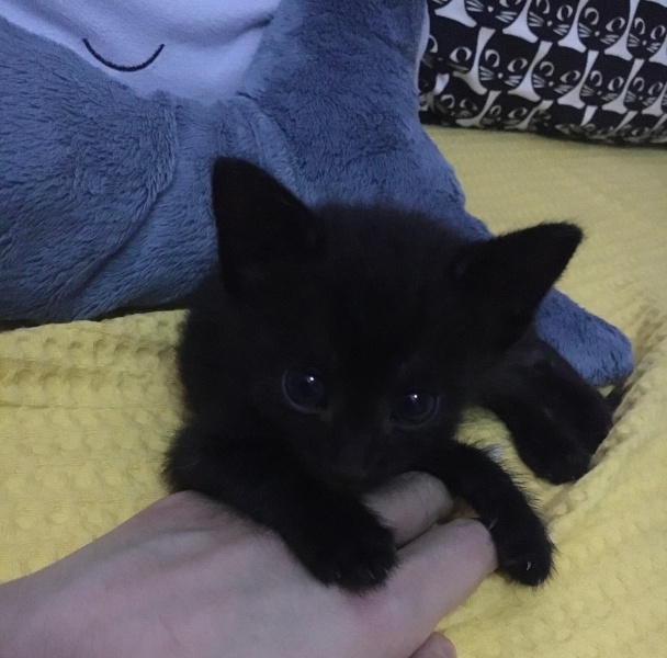 Tekir Kedi, Kedi ali osman fotoğrafı