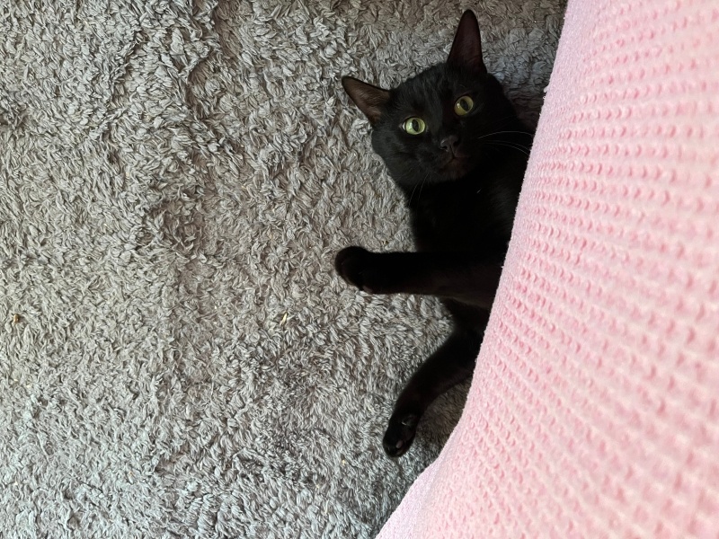 Tekir Kedi, Kedi ali osman fotoğrafı